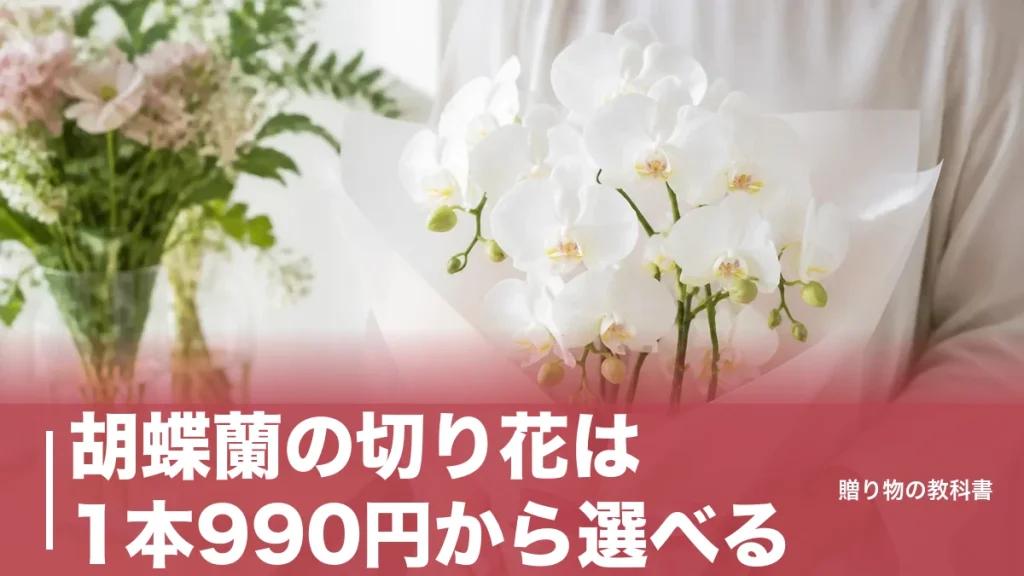 胡蝶蘭の切り花は1本990円から選べる｜日持ち2〜3週間を1ヶ月に伸ばす管理法のアイキャッチ画像