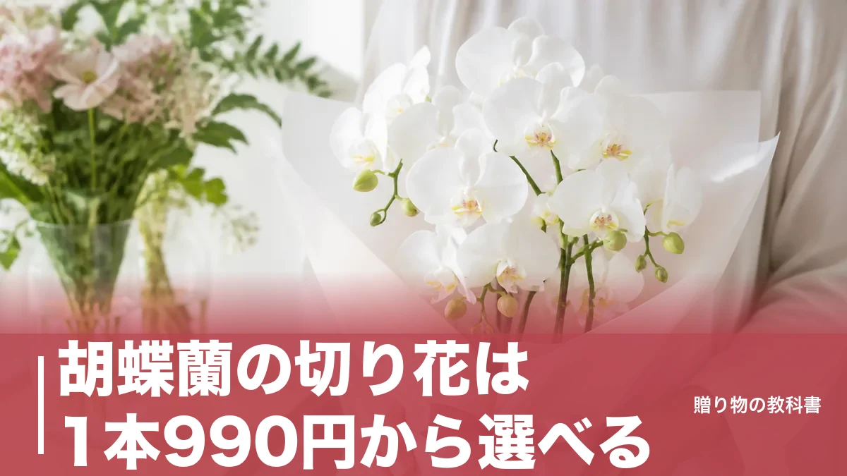 胡蝶蘭の切り花は1本990円から選べる|日持ち2〜3週間を1ヶ月に伸ばす管理法のアイキャッチ画像